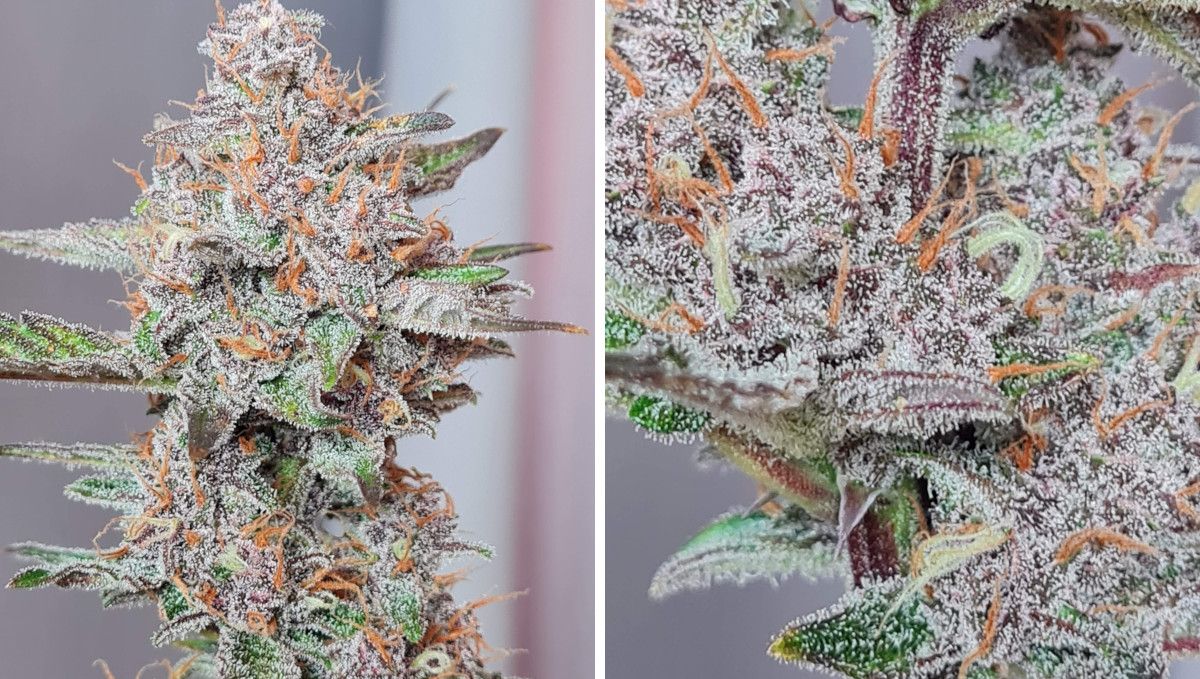 Banana Purple Punch Auto Cannabissorte: Reifung und Ernte | Wochen 10- | Reife, mit Kristallen bedeckte Marihuanablüten