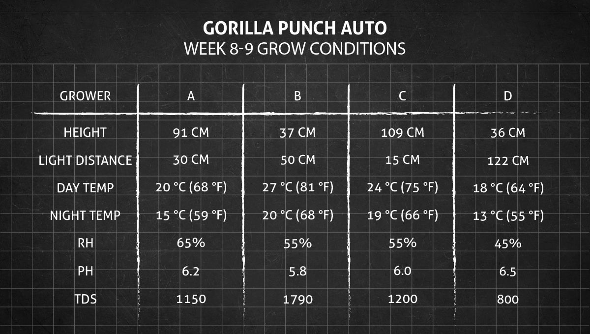 Gorilla Punch Auto cannabis strain: weeks 8-9 grow conditions Gorilla Punch Auto cannabis strain: weeks 8-9 grow conditions