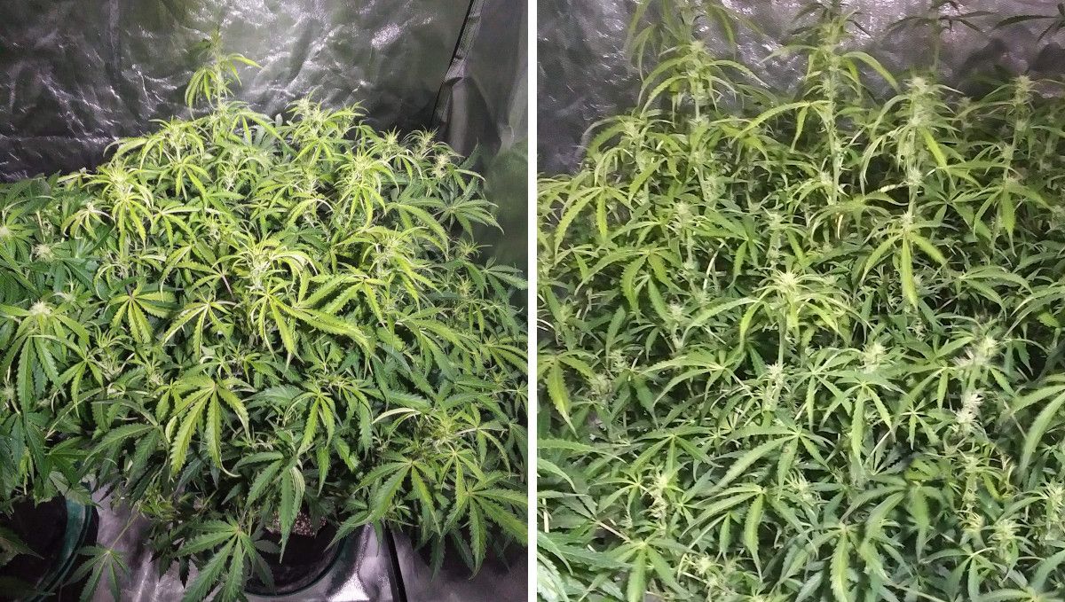 Green Crack Auto cannabis strain: early flower | weeks 6-7 | two insanely branchy and dense indoor autoflowers