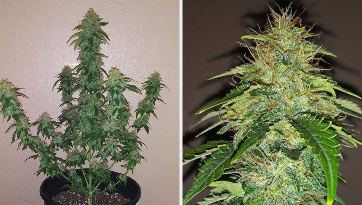 Russian Auto Cannabis Strain Week-by-Week Guide: An untrained indoor autoflower nearing harvest and a closeup of a but with some of the pistils turning orange Russian Auto Cannabis Strain Week-by-Week Guide: An untrained indoor autoflower nearing harvest and a closeup of a but with some of the pistils turning orange
