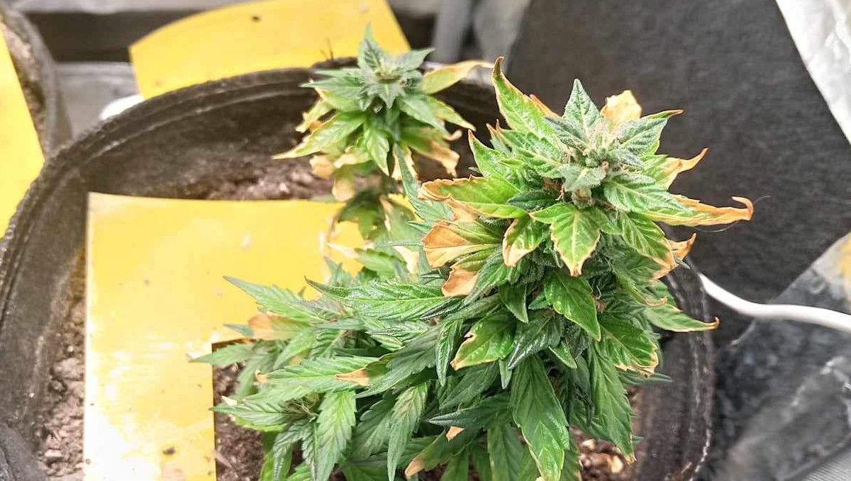 The Best Temperature To Grow Cannabis: A small heat-stressed indoor plant with yellowing and crispy-looking trim leaves The Best Temperature To Grow Cannabis: A small heat-stressed indoor plant with yellowing and crispy-looking trim leaves