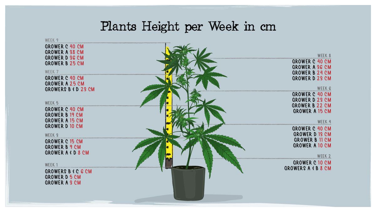Gelato Auto Cannabis Strain Week-by-Week Guide: Height Chart Gelato Auto Cannabis Strain Week-by-Week Guide: Height Chart