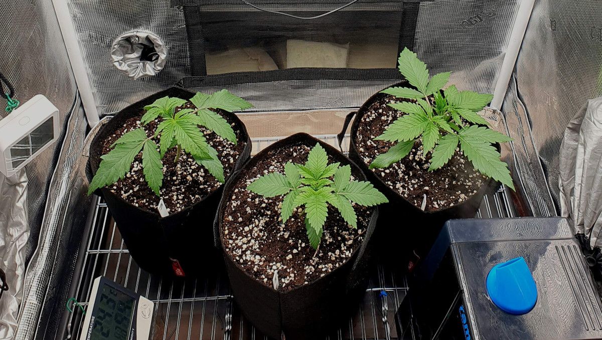Tropicana Cookies FF cannabis strain: early veg | week 2 | three indoor plants in grow bags; one with slightly droopy leaves Tropicana Cookies FF cannabis strain: early veg | week 2 | three indoor plants in grow bags; one with slightly droopy leaves