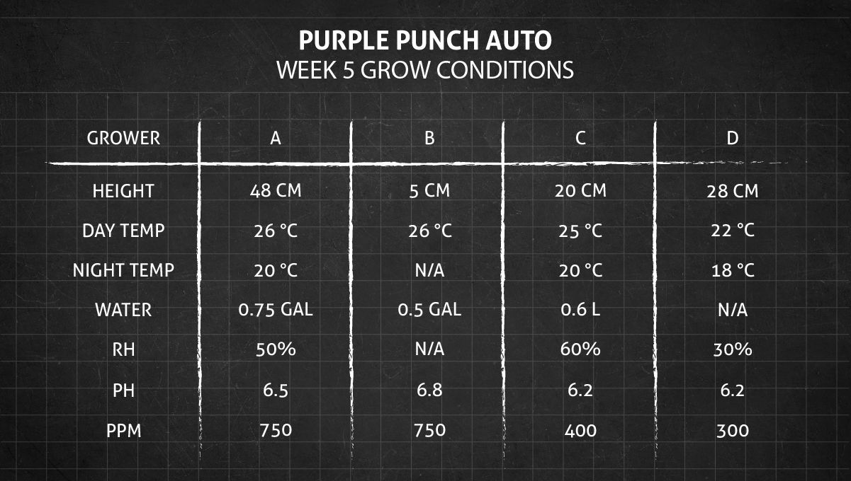 Purple Punch Auto Cannabis Strain Week-by-Week Guide: Week 5 grow conditions