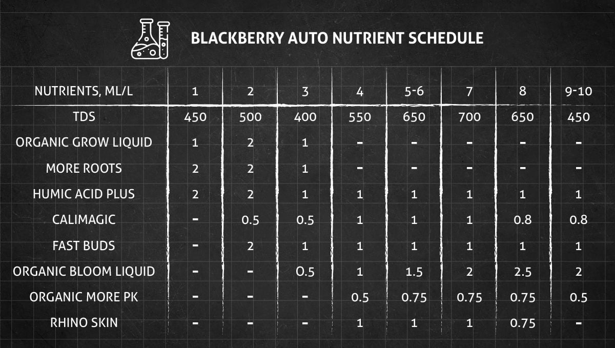 Blackberry Auto cannabis strain: veg and flower nutrient schedule
