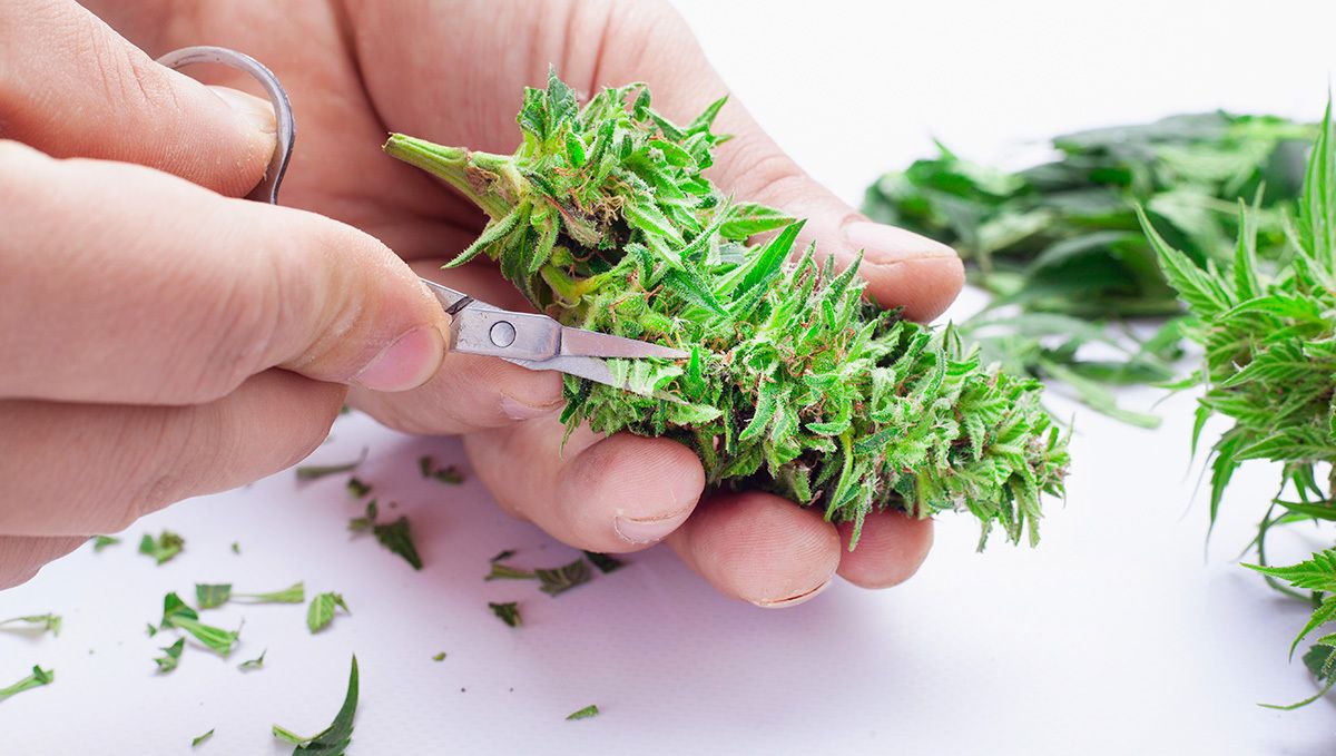 Cannabis Trimm Denke daran, dass der Nassschnitt darin besteht, die Blüten vor dem Trocknen abzuschneiden.