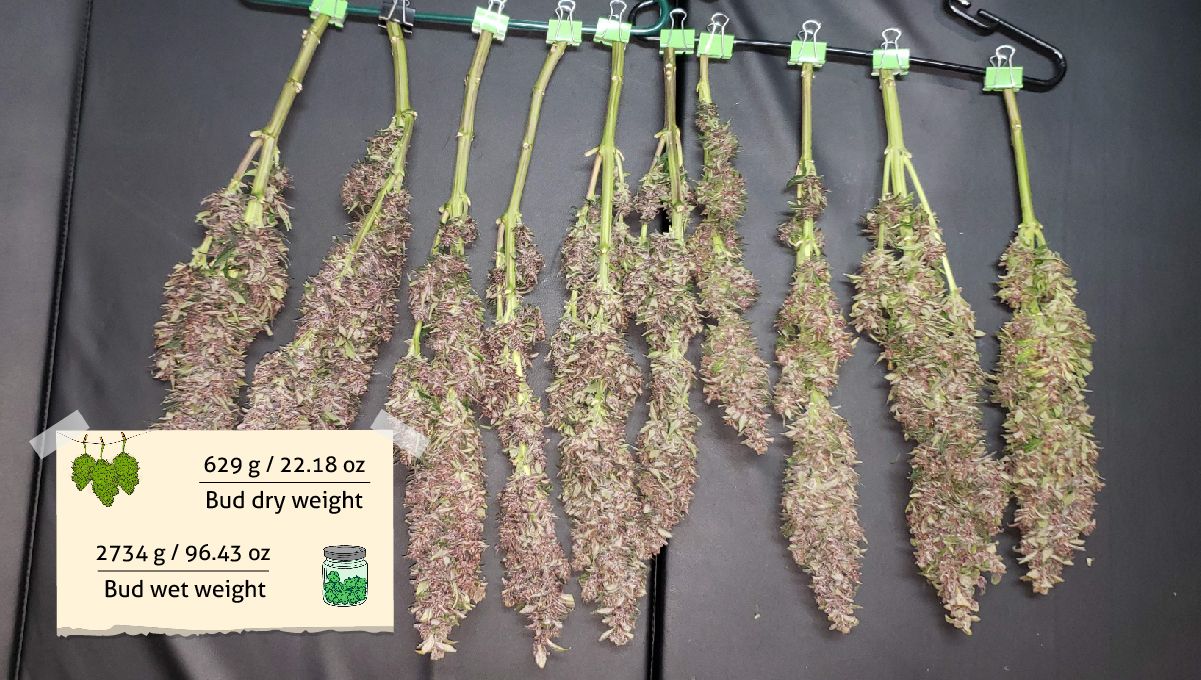 Strawberry Pie Auto Cannabis Strain Week-by-Week Guide: A row of elongated purple colas hanged upside down to dry
