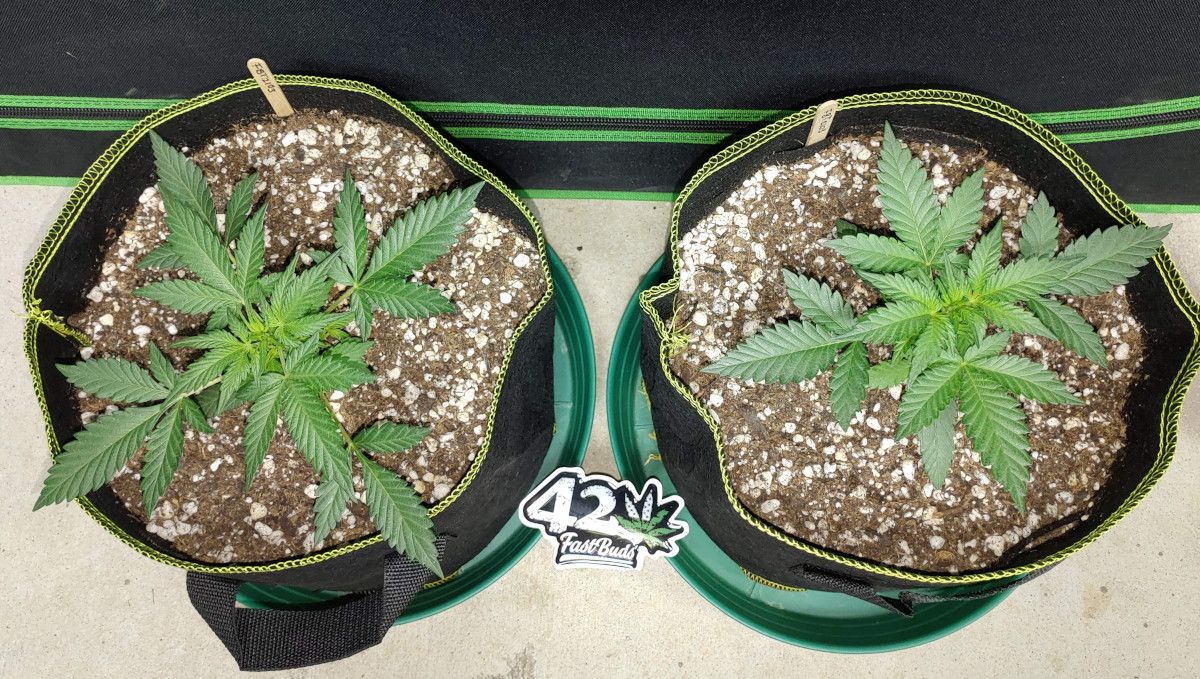 Purple Punch Auto Cannabis Strain Week-by-Week Guide: Two 3 weeks old marijuana plants with very healthy green foliage