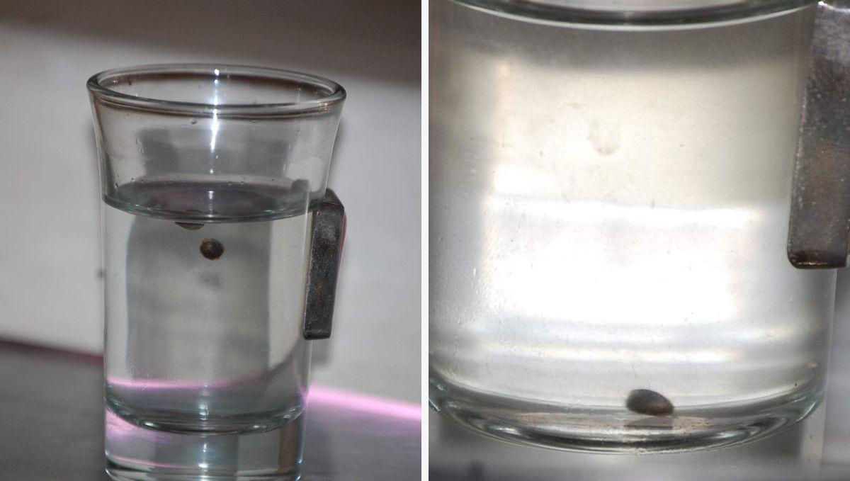 Blueberry Cheese Auto cannabis strain: germination and seedling stage | week 1 | a weed seed pre-soaked in a shot glass of water Blueberry Cheese Auto cannabis strain: germination and seedling stage | week 1 | a weed seed pre-soaked in a shot glass of water