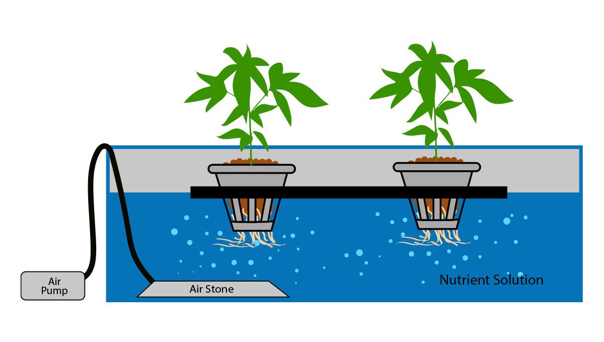 Wie man autoflowering Cannabispflanzen in Hydroponik-Systemen anbaut: DWC