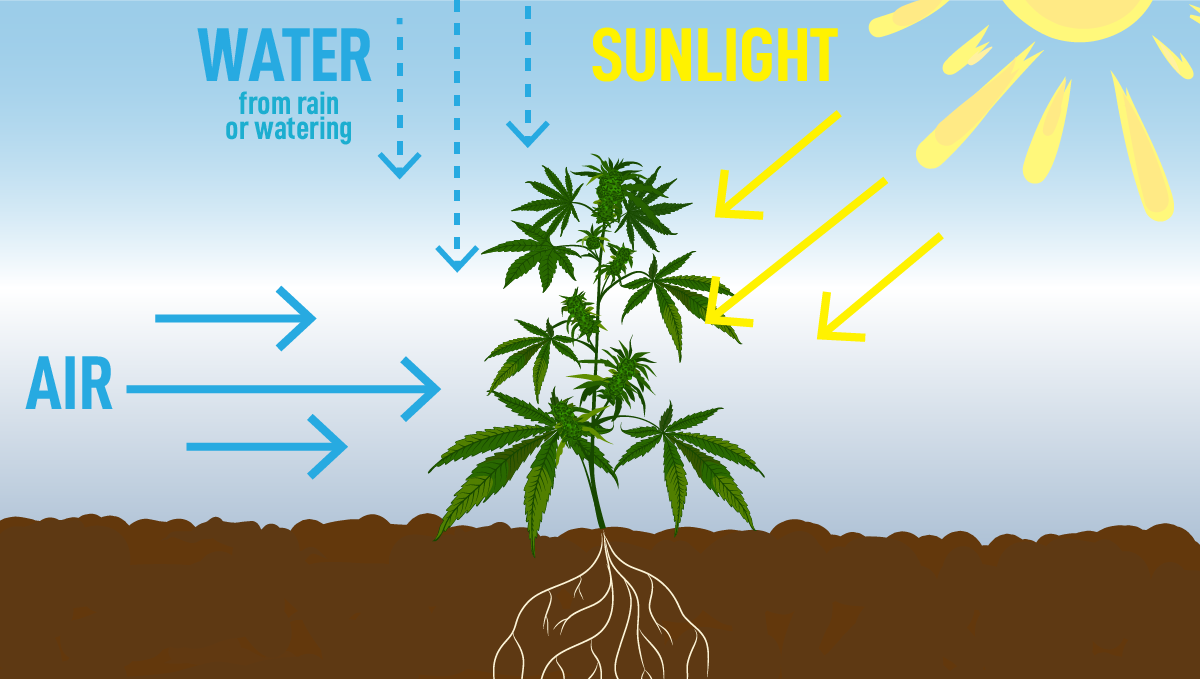 How to grow weed at home: growing outdoors How to grow weed at home: growing outdoors