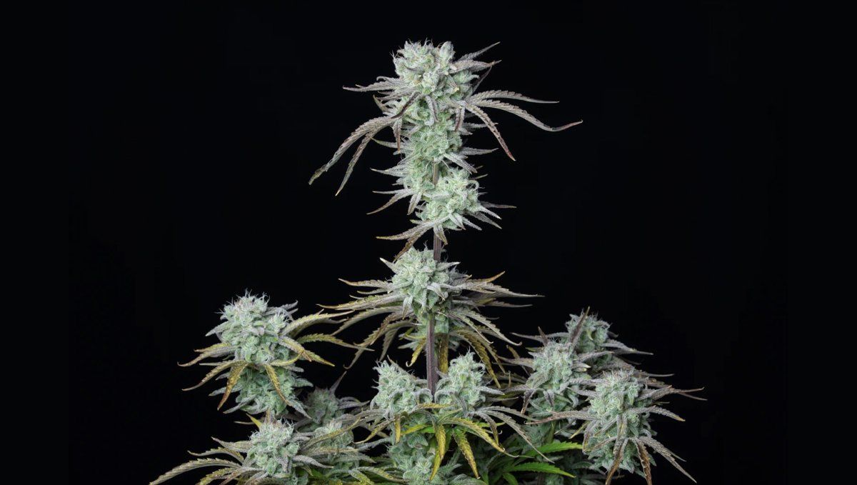 Strawberry Banana Auto