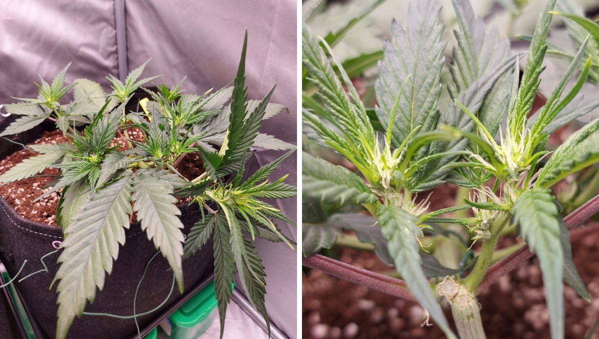 Banana Purple Punch Auto Cannabissorte: Übergangsphase (Vorblüte) | Woche 5 | eine kleine, niedrigwachsende Indoor-Autoflower