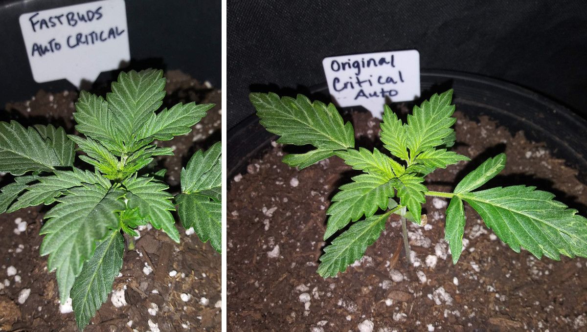 Critical Auto Cannabis Strain Week-by-Week Guide: Two young marijuana plants at 2 weeks
