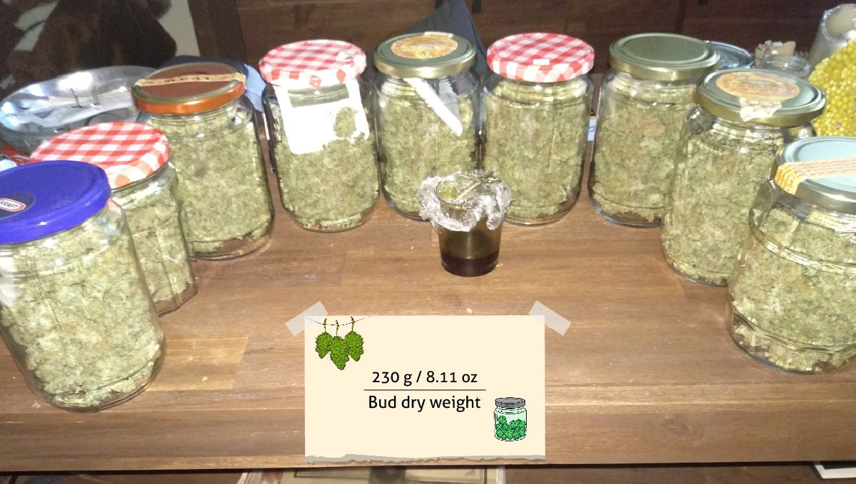 Tangerine Dream Auto cannabis strain: harvest | a long row of glass jars full of buds and a smaller jar with cannabis 'honey'