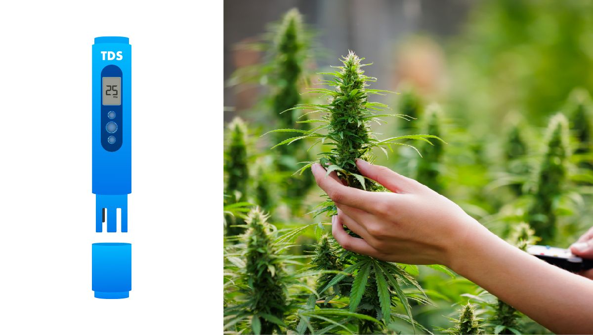 Top 8 growing gadgets: digital EC or TDS meter