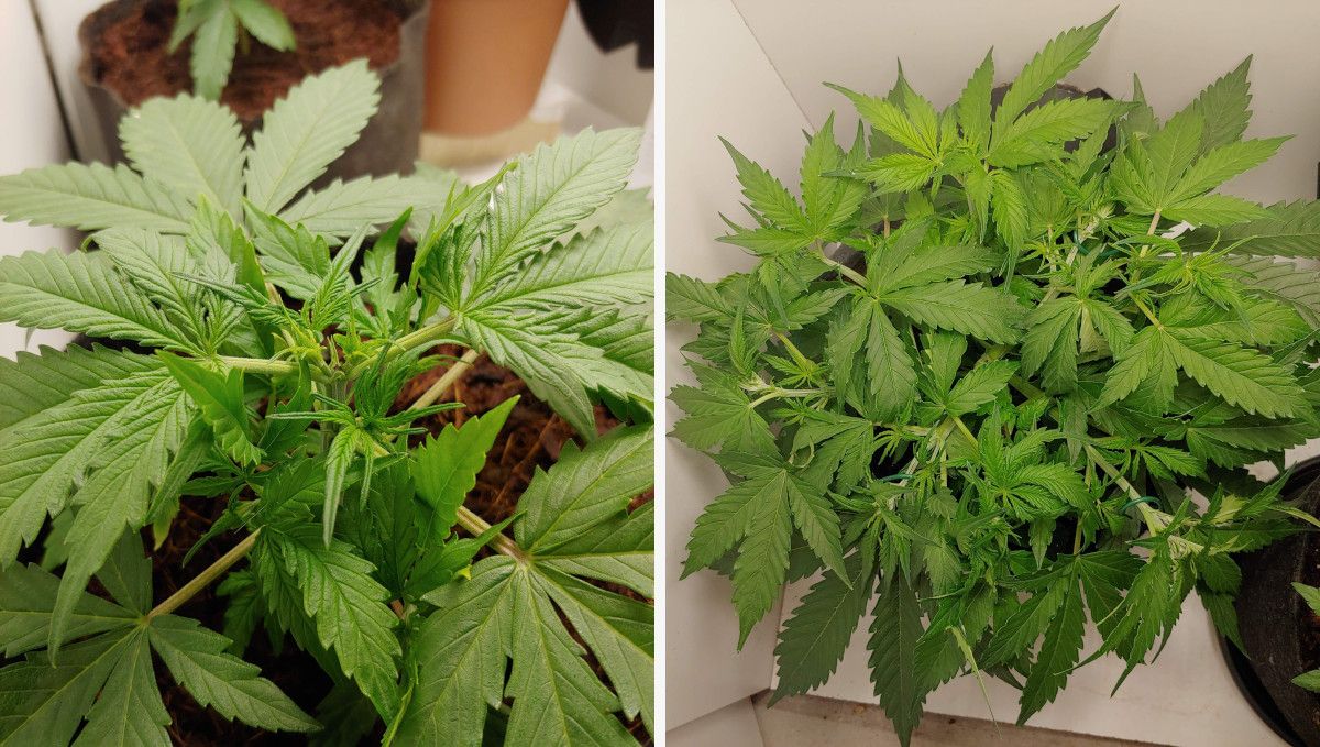 Mexican Airlines Auto cannabis strain: mid veg | weeks 3-4 | an indoor autoflower heavily trained