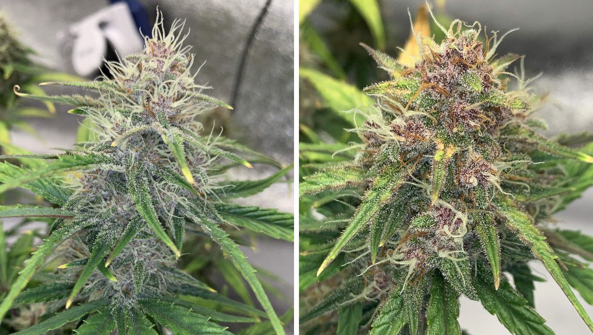 Banana Purple Punch Auto Cannabissorte: mittlere Blüte (Bulk-Phase) | Wochen 7-8 | wachsende, aber noch unreif aussehende Blüten