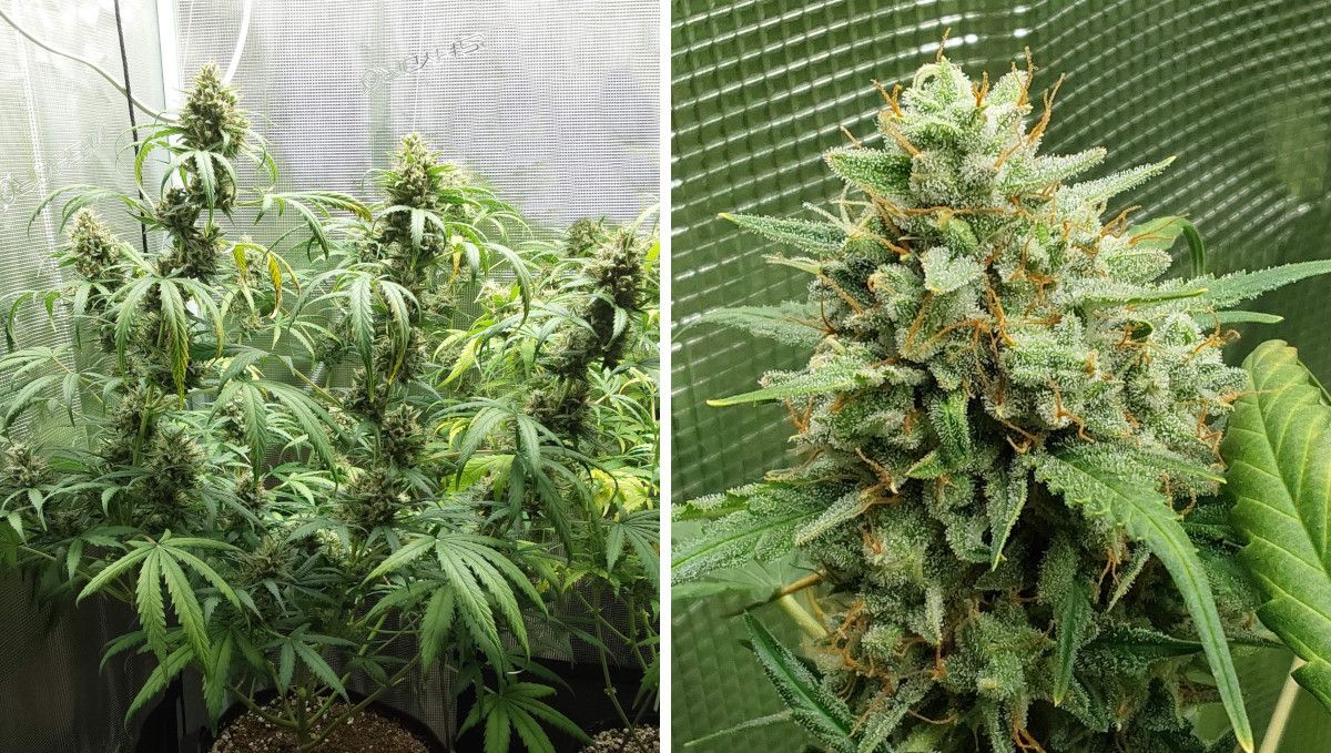 Mimosa Cake Auto cannabis strain: ripening and harvest | weeks 10-11 | a mature autoflower nearing harvest indoors and a closeup of its bud