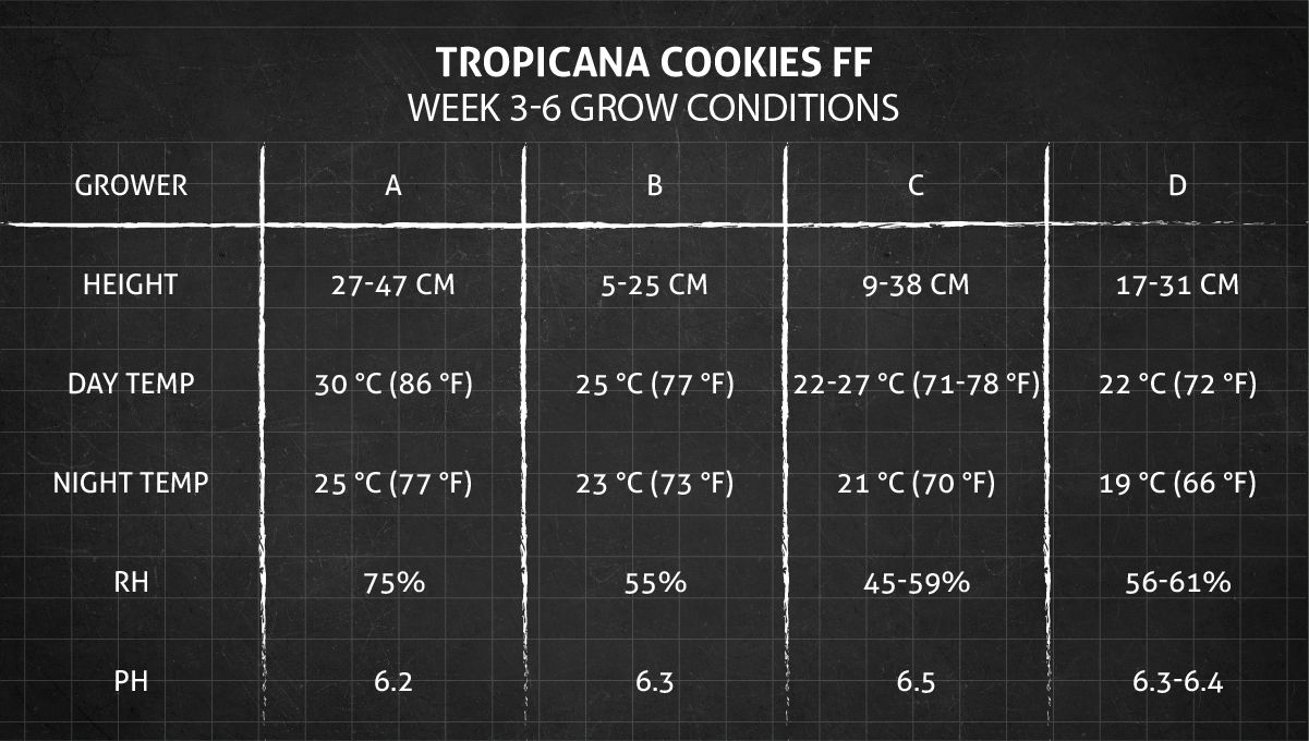 Tropicana Cookies FF cannabis strain: weeks 3-6 grow conditions Tropicana Cookies FF cannabis strain: weeks 3-6 grow conditions