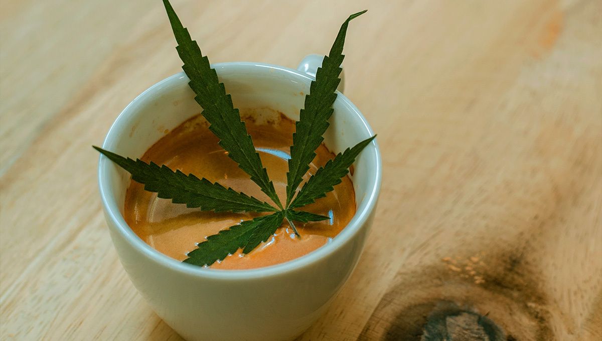 Cannabis and coffee: how to make weed coffee Cannabis and coffee: how to make weed coffee