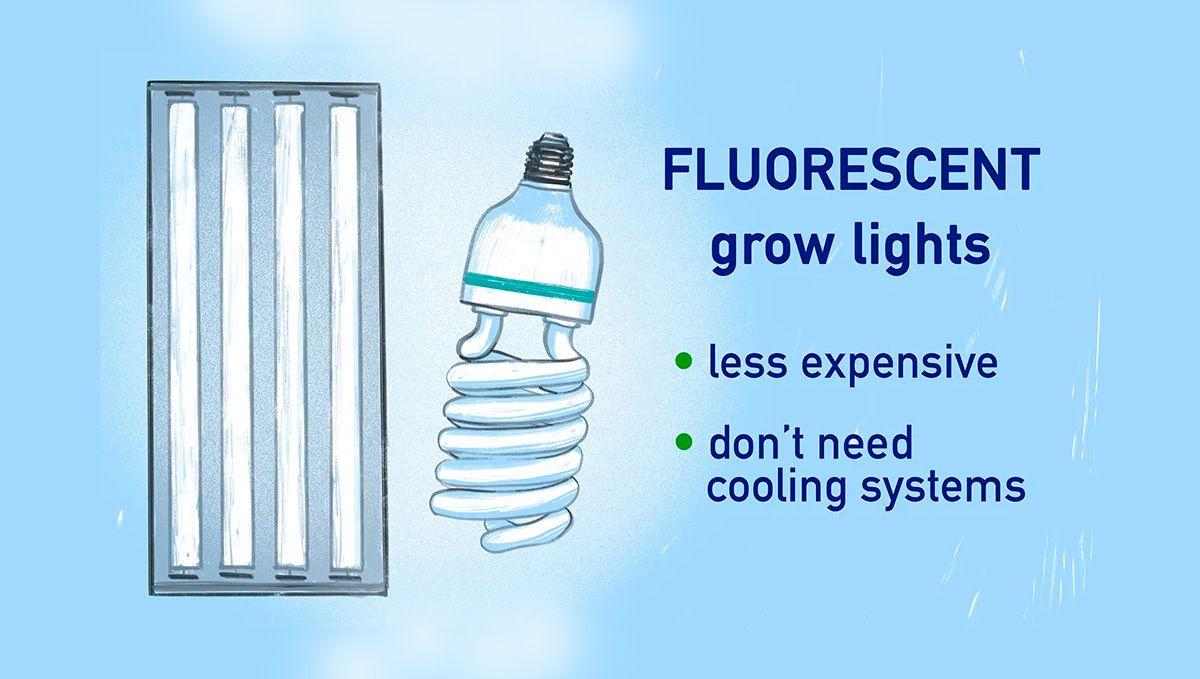 How to Grow Cannabis Indoors: a Beginners guide - 2021 (Part 1): Fluorescent Grow Lights