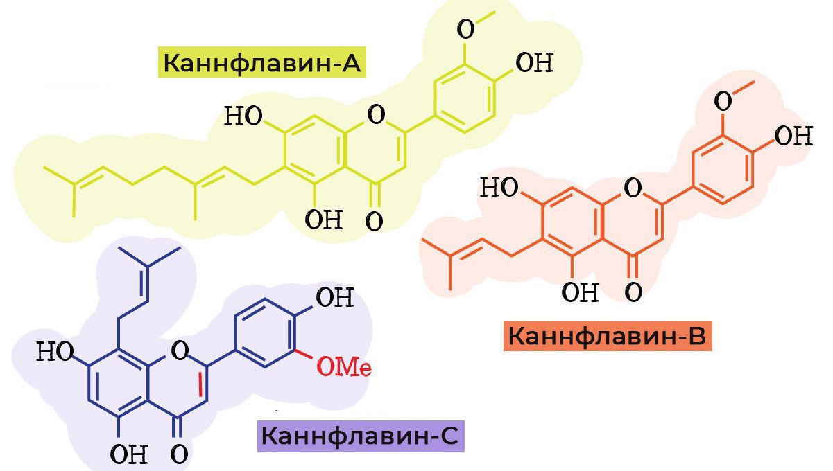 Flavonoids in cannabis: cannflavins