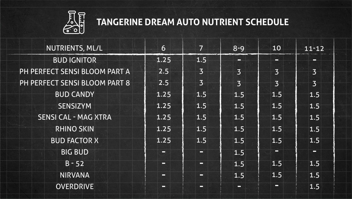 Tangerine Dream Auto cannabis strain: feeding chart for the flowering stage