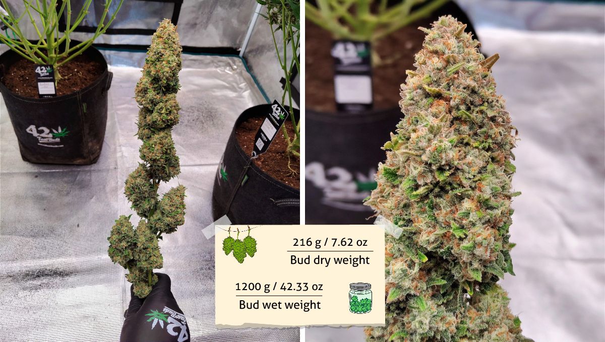 Gorilla Z Auto cannabis strain: yield and smoke report | a grower's hand holding a long wet-trimmed marijuana branch and a closeup of one bud Gorilla Z Auto cannabis strain: yield and smoke report | a grower's hand holding a long wet-trimmed marijuana branch and a closeup of one bud