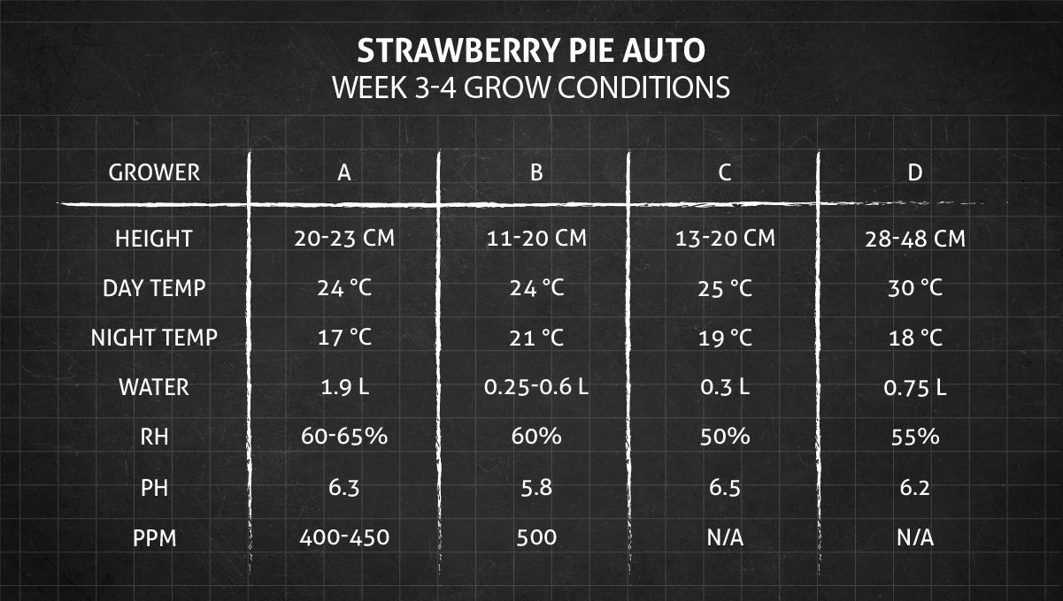 Strawberry Pie Auto Cannabis Strain Week-by-Week Guide: Weeks 3-4 grow conditions