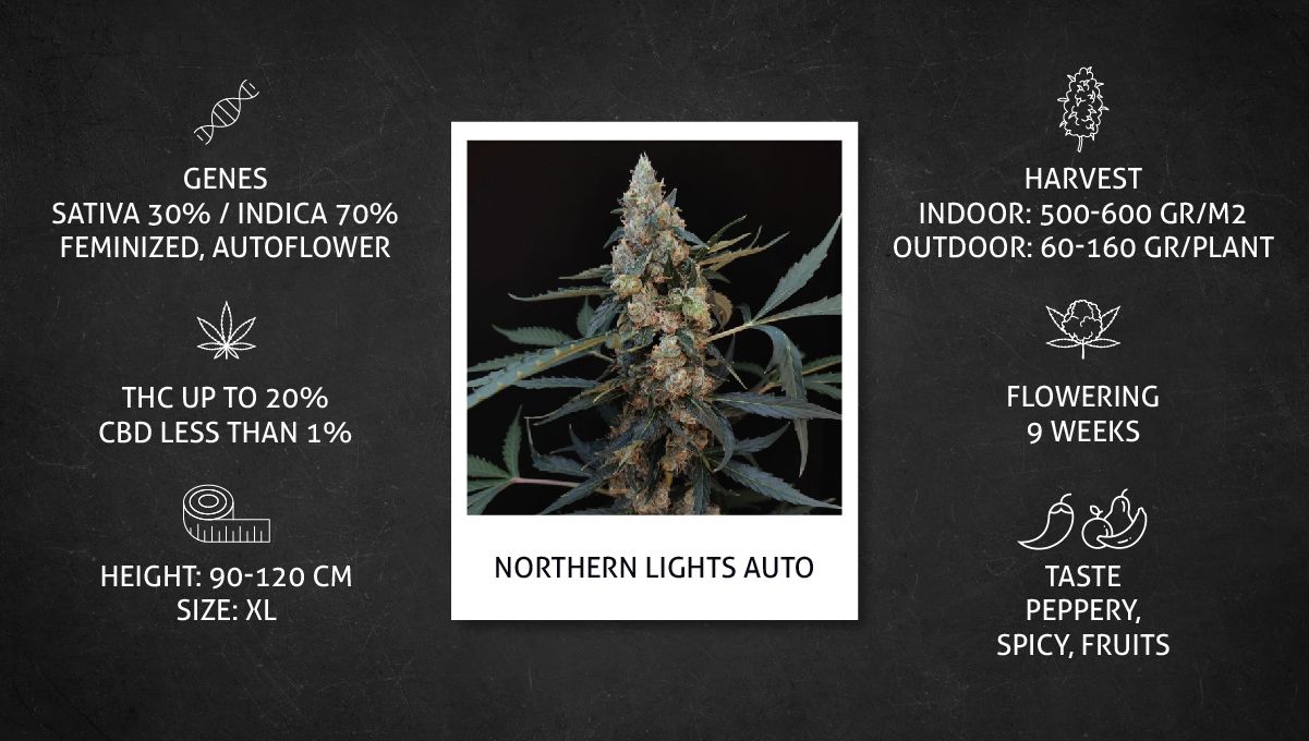 Northern Lights Auto Cannabis Strain: specs sheet