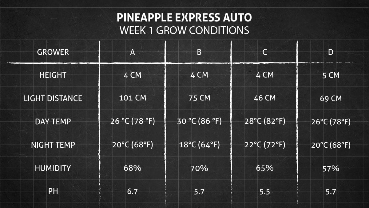 Pineapple Express Auto cannabis strain: week 1 grow conditions