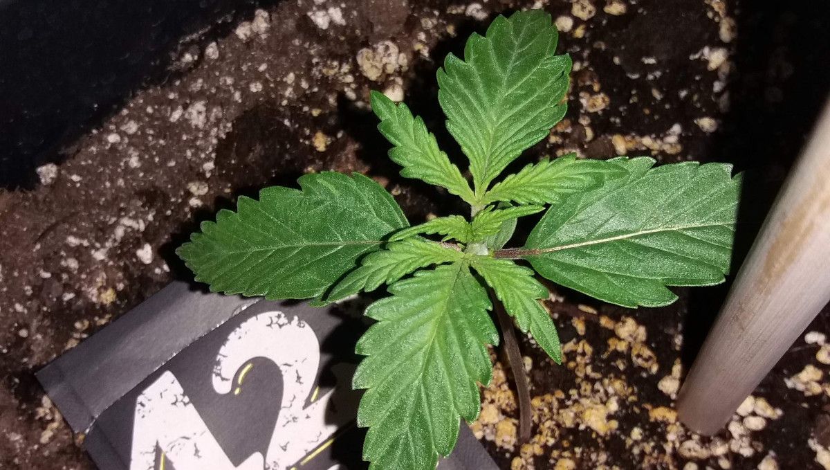 Californian Snow Auto cannabis strain: early veg | week 2 | a young weed plant at 10 days from seed