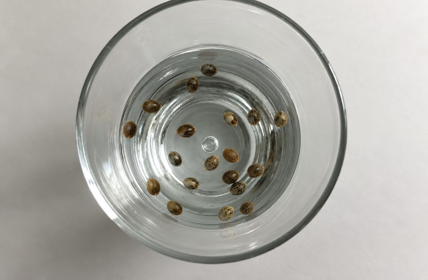 Przewodnik po kiełkowaniu: namaczanie w wodzie Germination guide: soaking in water
