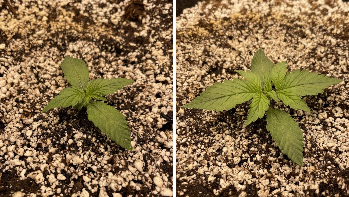 Purple Lemonade Auto Cannabis Strain Week-by-Week Guide - A healthy stout autoflower seedling at days 7 and 9