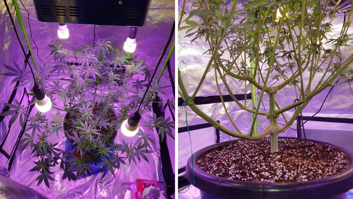 LSD-25 Auto cannabis strain: early flower | weeks 6-7 | a top view of a huge branchy indoor weed plant that has just been defoliated and a shot of its lollipopped bottom part LSD-25 Auto cannabis strain: early flower | weeks 6-7 | a top view of a huge branchy indoor weed plant that has just been defoliated and a shot of its lollipopped bottom part