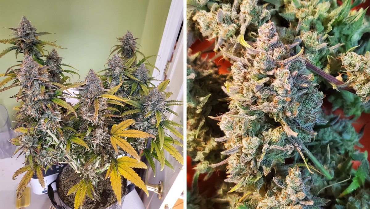 Super Lemon Haze Auto cannabis strain: ripening and harvest | weeks 10 | a weed plant on the eve of harvest, with yellow leaves and purplish buds and a closer look at one of the wet-trimmed frosty buds Super Lemon Haze Auto cannabis strain: ripening and harvest | weeks 10 | a weed plant on the eve of harvest, with yellow leaves and purplish buds and a closer look at one of the wet-trimmed frosty buds