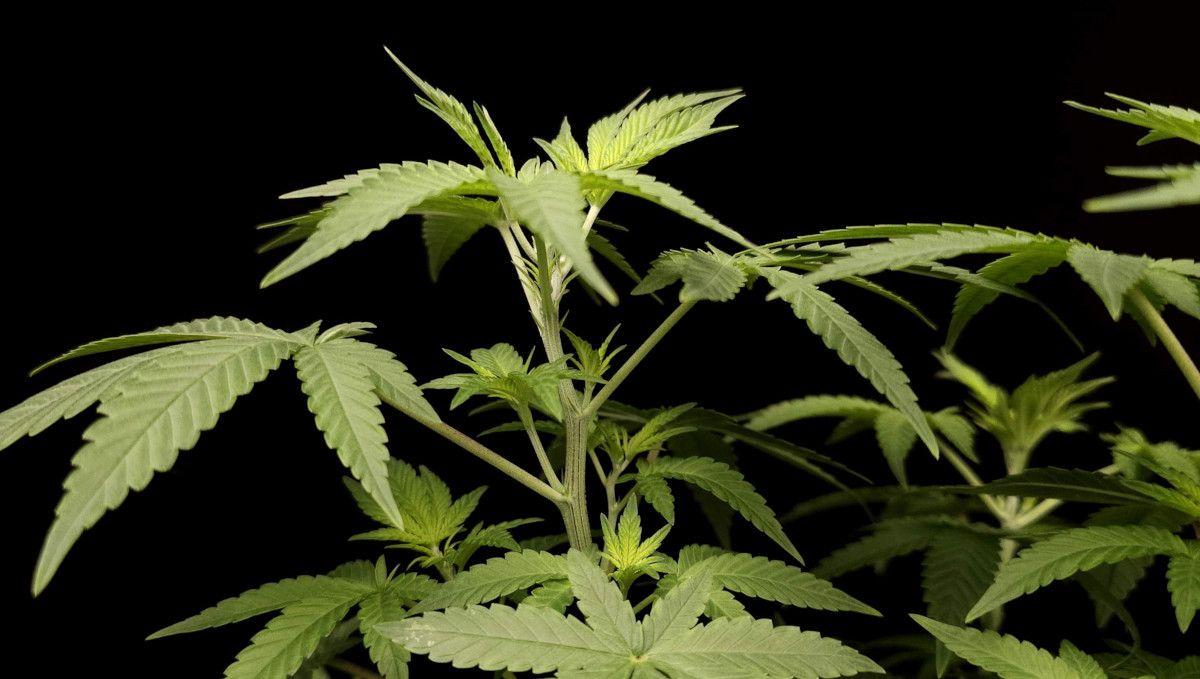 Wedding Cheesecake FF cannabis strain: transition (pre-flower) | week 7 | alternating nodes just before the start of flowering