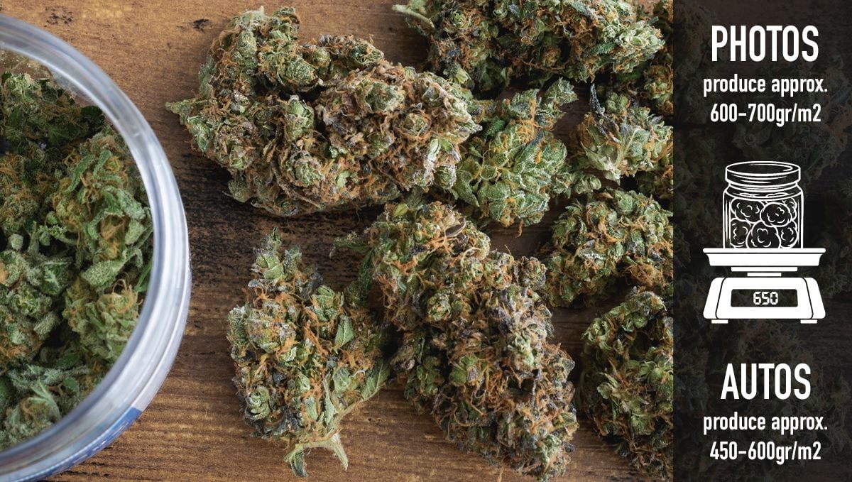 Why should beginners grow autoflowers?: yields