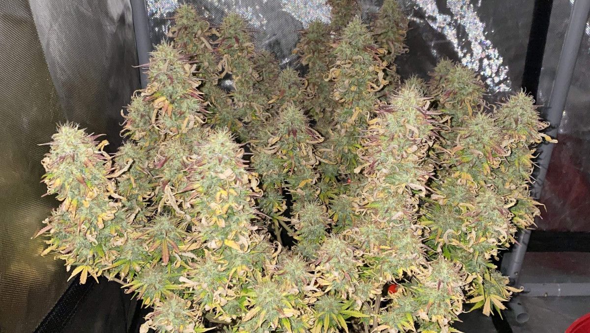 Watermelon Z Auto cannabis strain: ripening and harvest | weeks 10 | a multi-branch indoor plant with lots of fat colas and most of the trim leaves burned