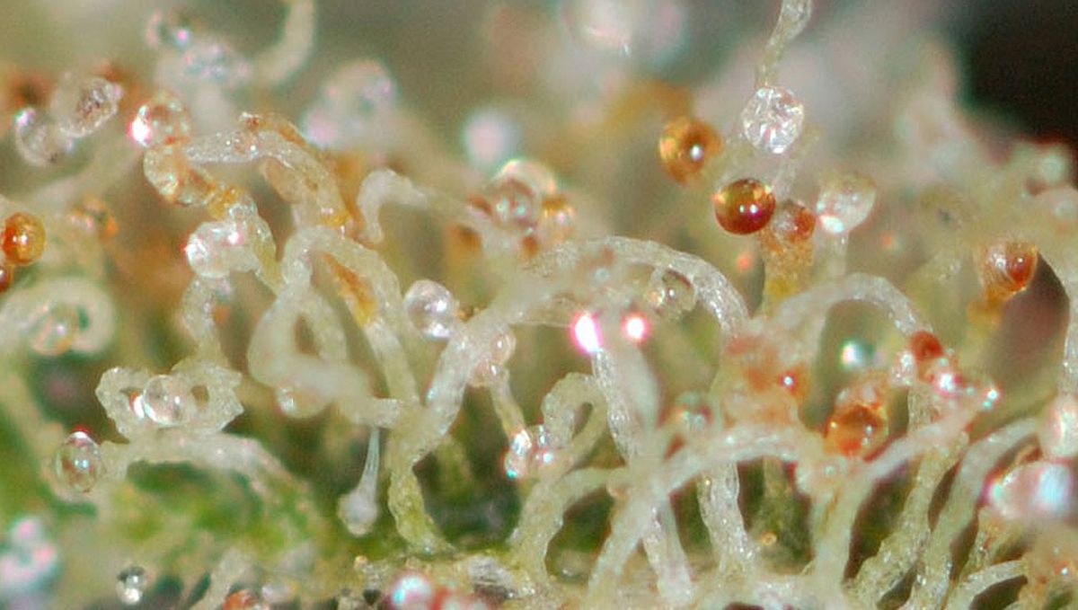 The ultimate guide to growing autoflowering cannabis: Harvesting, drying and curing The ultimate guide to growing autoflowering cannabis: Harvesting, drying and curing