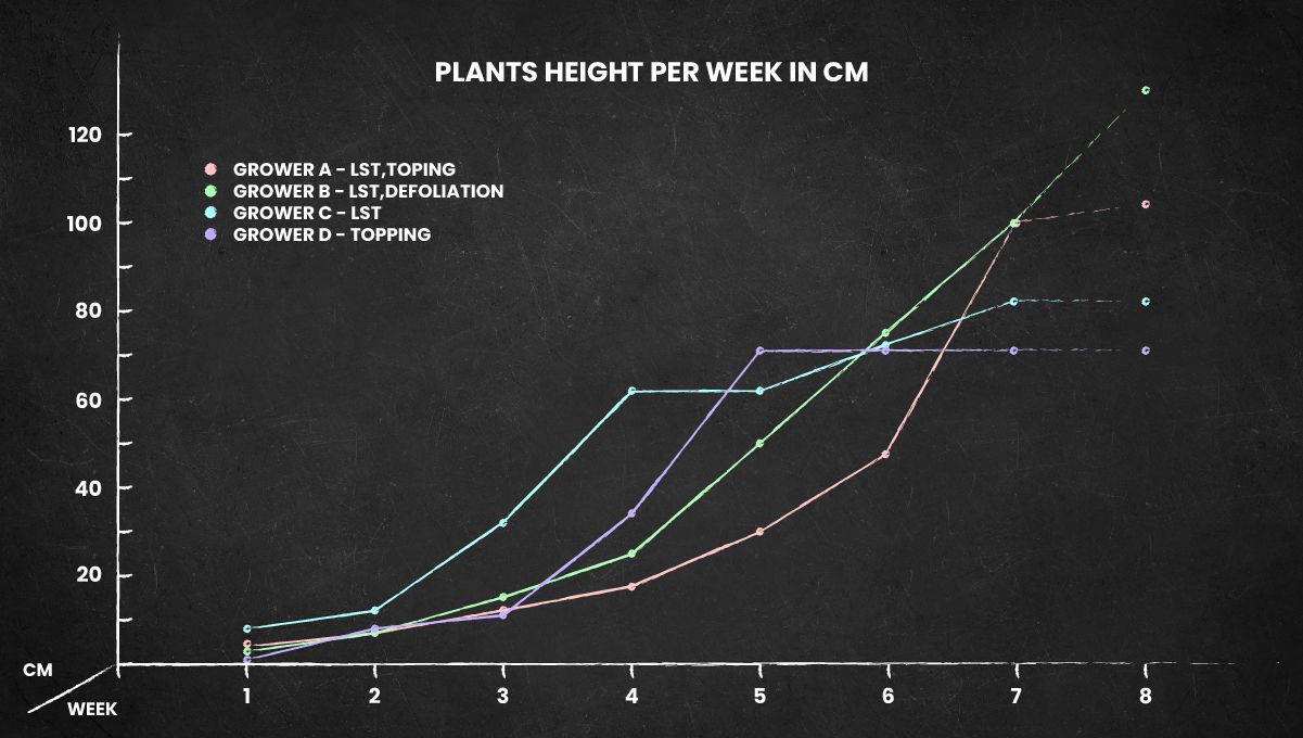 Six Shooter Auto cannabis strain: height chart for the whole life cycle Six Shooter Auto cannabis strain: height chart for the whole life cycle