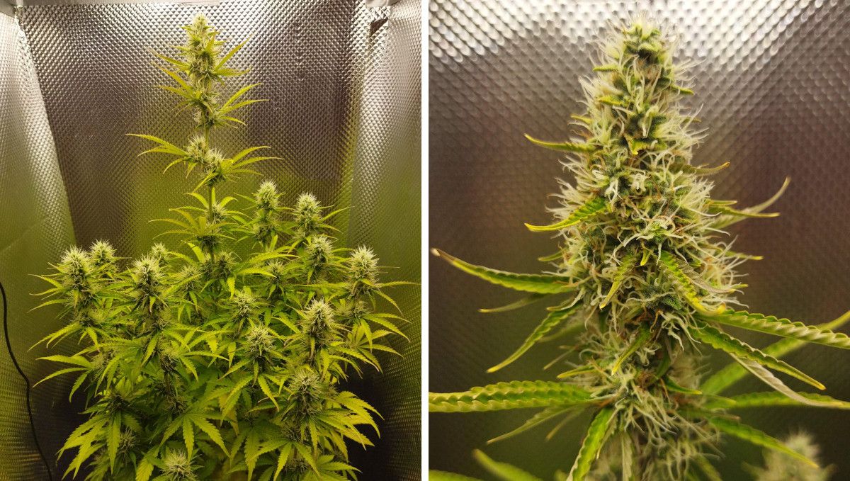 Auto Mazar cannabis strain: mid flower (bulk phase) | weeks 8-9 | a maturing, Sativa-looking plant in a small grow-tent and a closeup of its fat but fluffy cola