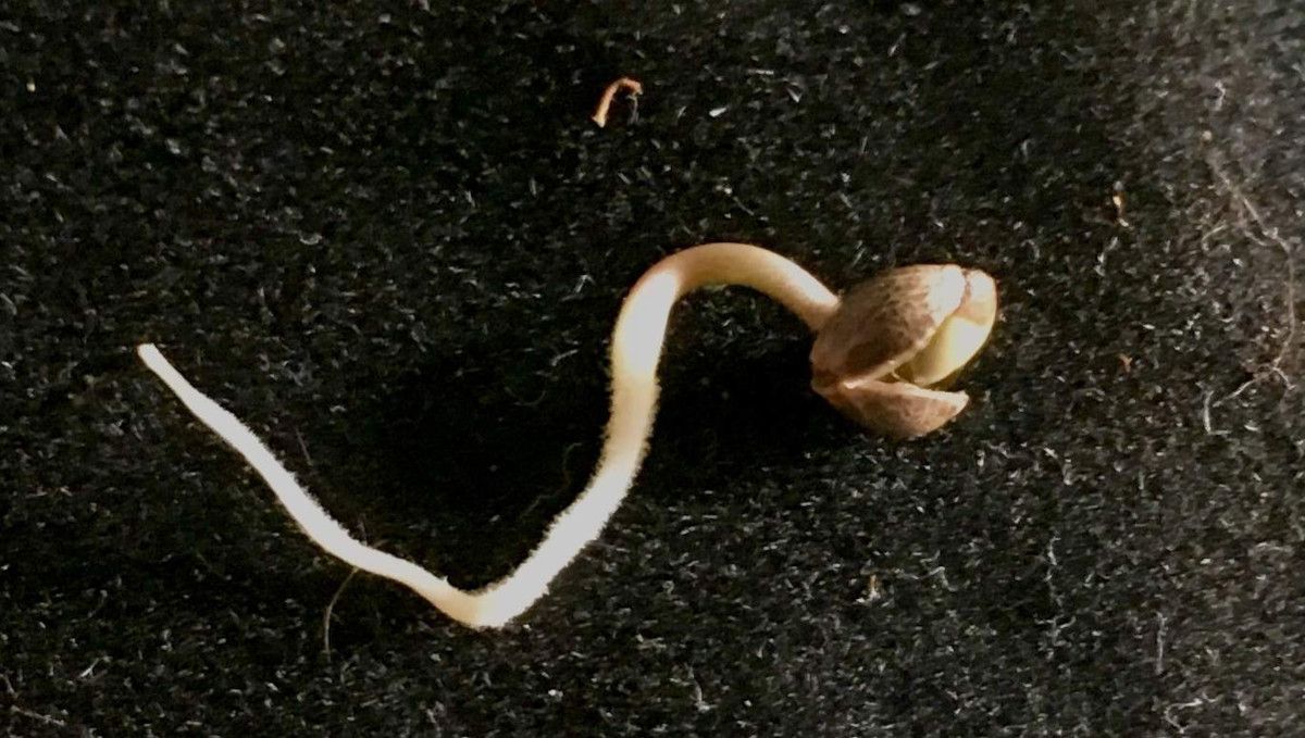 Blueberry Cheese Auto cannabis strain: germination and seedling stage | week 1 | a seed with the long curvy taproot and the hull half shed Blueberry Cheese Auto cannabis strain: germination and seedling stage | week 1 | a seed with the long curvy taproot and the hull half shed