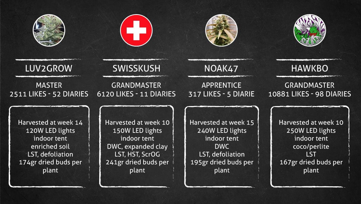 Pineapple Express Auto cannabis strain: outcome