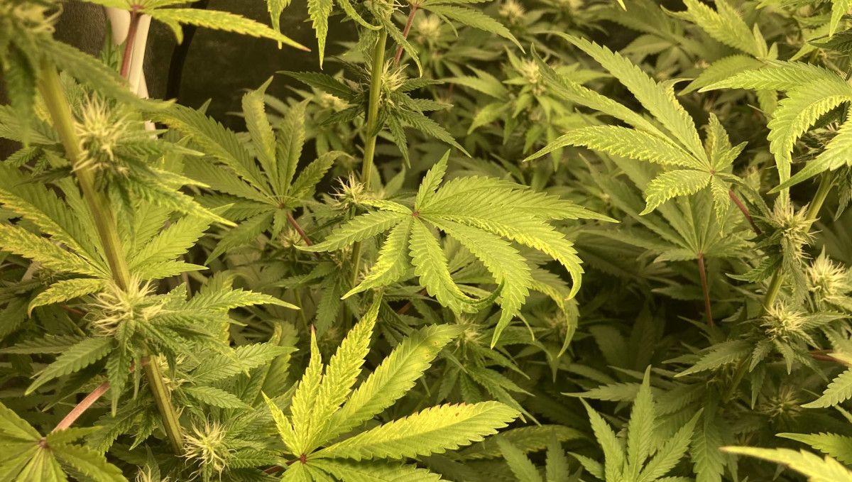 Liberty Haze Cannabis Strain Week-by-Week Guide: A closeup of an indoor marijuana plant in the early stages of flowering and several leaves affected by tobacco mosaic virus Liberty Haze Cannabis Strain Week-by-Week Guide: A closeup of an indoor marijuana plant in the early stages of flowering and several leaves affected by tobacco mosaic virus