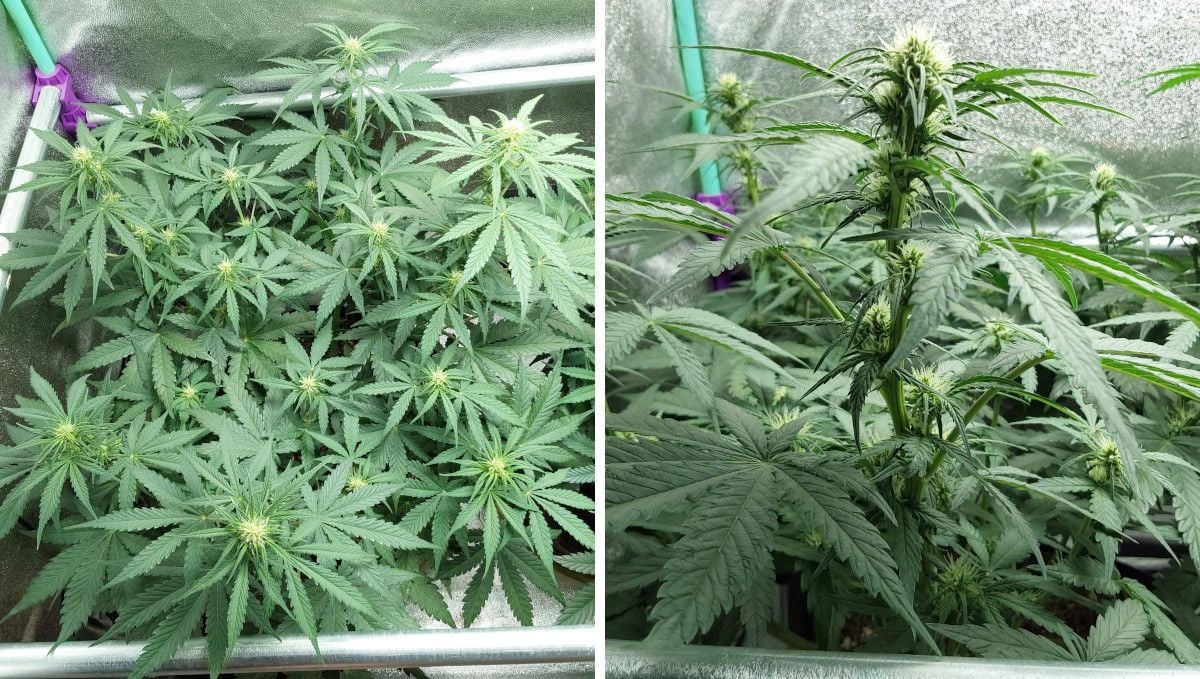 Blue Dream Auto cannabis strain: early flower | week 6 Blue Dream Auto cannabis strain: early flower | week 6