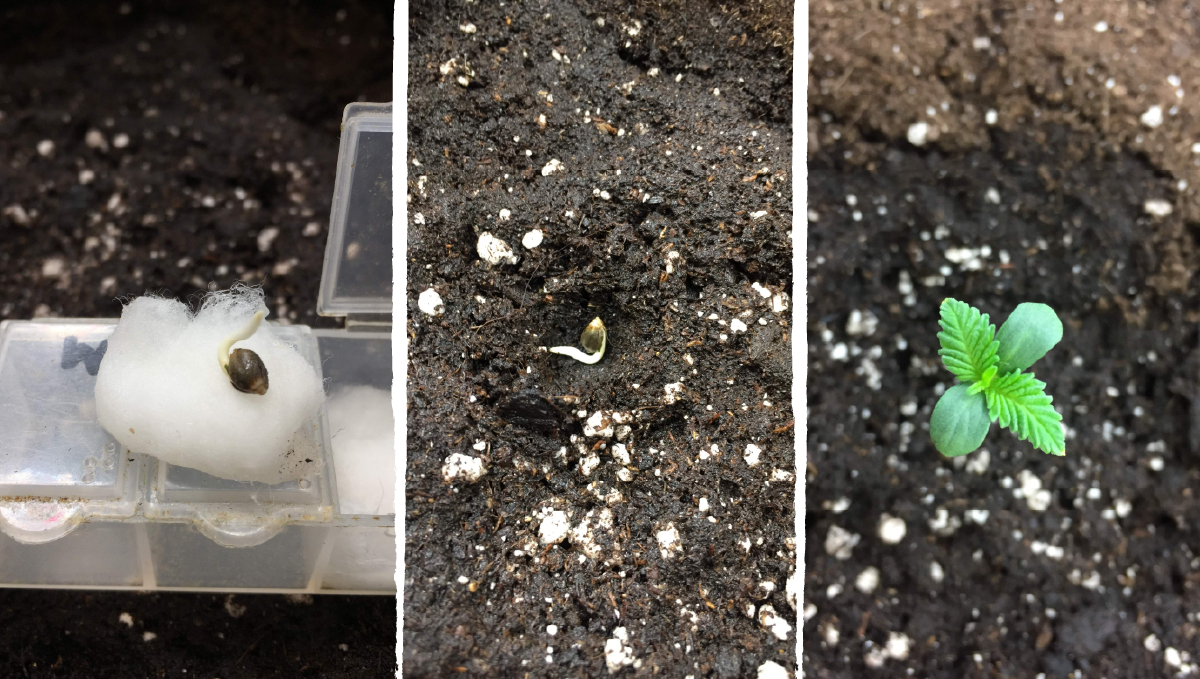 Cookies kush cannabis strain week-by-week guide: germination and seedling stage | week 1 Cookies kush cannabis strain week-by-week guide: germination and seedling stage | week 1