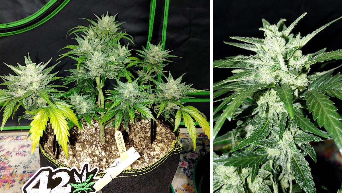 Forbidden Runtz Auto Cannabis Strain Week-by-Week Guide: A small but very resinous autoflower with most leaves defoliated and a few yellowing, and a closeup of a cola white from 'frost' Forbidden Runtz Auto Cannabis Strain Week-by-Week Guide: A small but very resinous autoflower with most leaves defoliated and a few yellowing, and a closeup of a cola white from 'frost'
