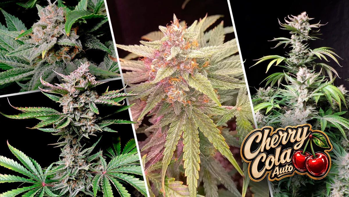 185.jpg Cherry Cola Auto
